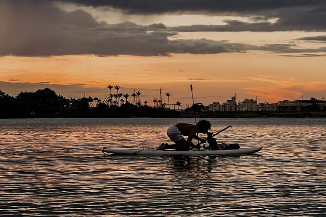 1-Hour Condado Lagoon Paddleboard Rental in San Juan - Wildlife: possible, not promised