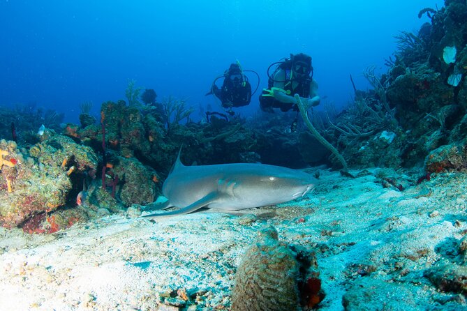 2-Tank Scuba Boat Trip in World-Class Sites @ Copamarina - Quick points for deciding