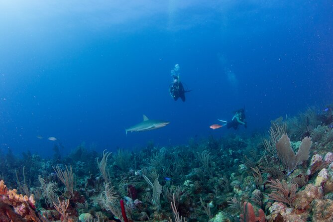 2-Tank Scuba Boat Trip in World-Class Sites @ Copamarina - Weather, scheduling, and the small-group tradeoff