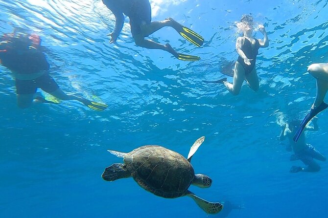 Aguadilla Tropical Snorkeling - Key points to know before you book