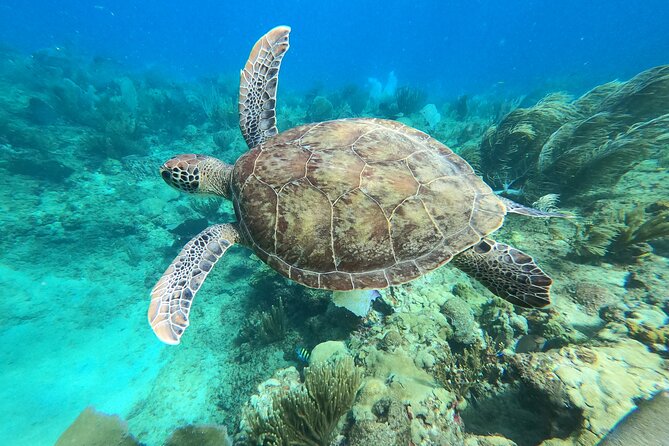 Aguadilla Tropical Snorkeling - A shore reef just steps from Peña Blanca Beach