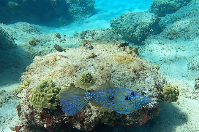 Aguadilla Tropical Snorkeling - Equipment, flotation, and comfort in the water