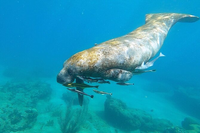 Aguadilla Tropical Snorkeling - Why the small group matters