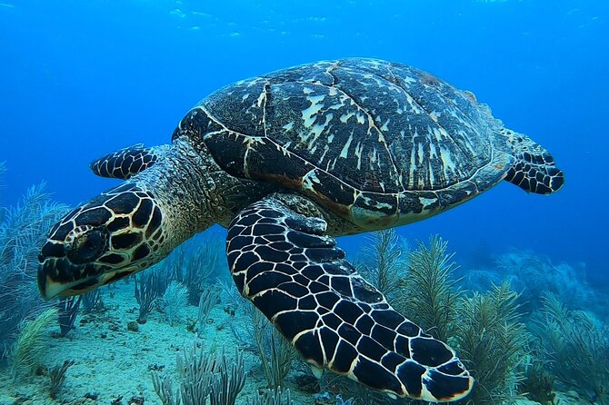Aguadilla Tropical Snorkeling - The value of $98 per person