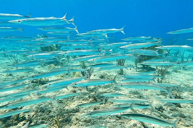 Aguadilla Tropical Snorkeling - Who should book this experience