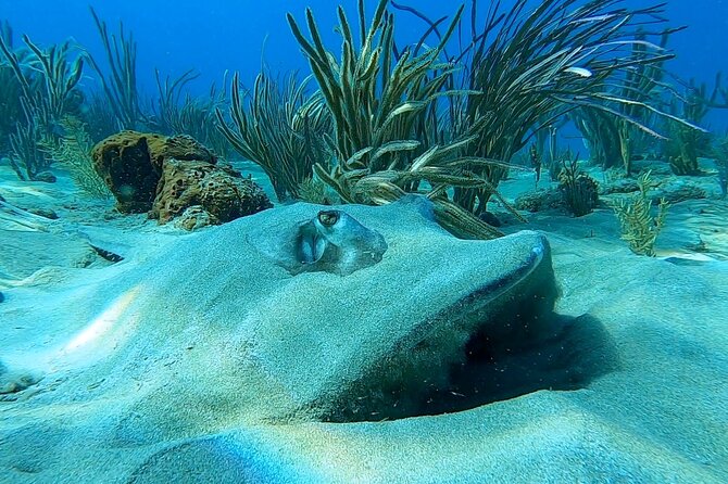 Aguadilla Tropical Snorkeling - Marine life with real explanation, not just pointing