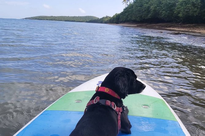 All-Day Paddleboard Rental – Fajardo, Puerto Rico - Wildlife Is a Bonus, Not a Promise