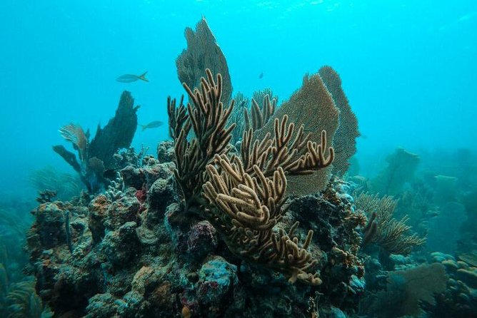 All Inclusive Beach and Snorkel Boat Tour to Icacos Island - Is the $140 Price Fair?