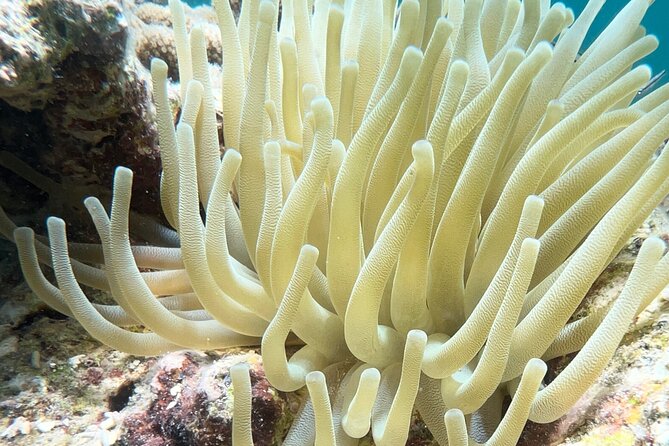All-Inclusive Full-Day Private Boat Tour with Lunch & Drinks - Guided snorkeling over coral reefs