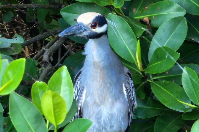 Backwater Wildlife and Boat Tour - What makes this boat tour worth considering