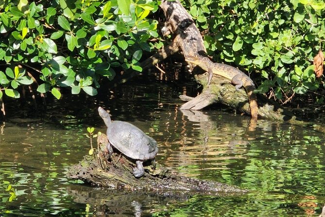 Backwater Wildlife and Boat Tour - What happens on the two-hour wildlife cruise
