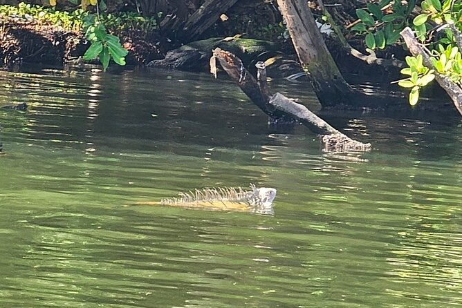 Backwater Wildlife and Boat Tour - Who will enjoy this private boat ride most