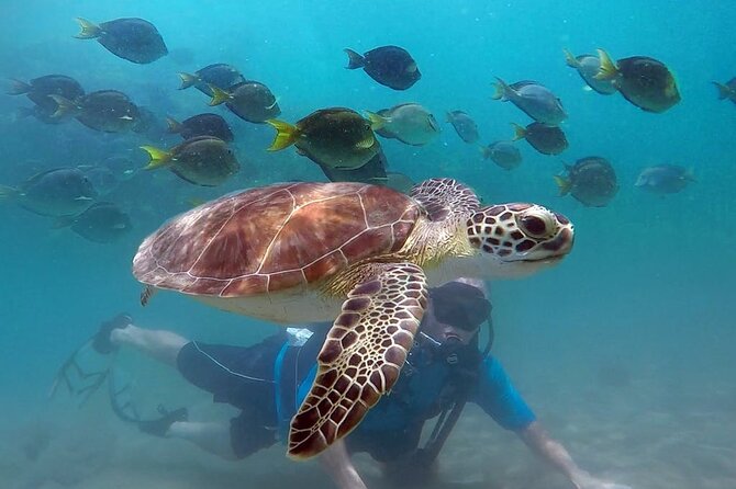 Beginner Scuba Diving with Turtles and Videos, San Juan - Key things to know before you book