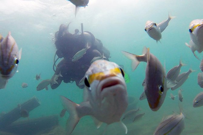 Beginner Scuba Diving with Turtles and Videos, San Juan - A gentle introduction at Escambrón Beach