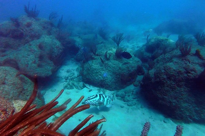 Beginner Scuba Diving with Turtles and Videos, San Juan - What the underwater portion feels like