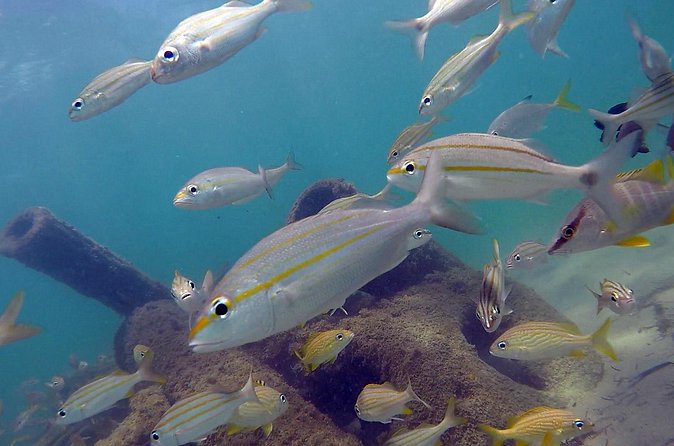 Beginner Scuba Diving with Turtles and Videos, San Juan - Who will enjoy this most?