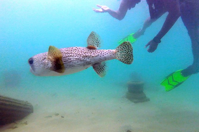 Beginner Scuba Diving with Turtles and Videos, San Juan - The first lesson happens before you leave the shore