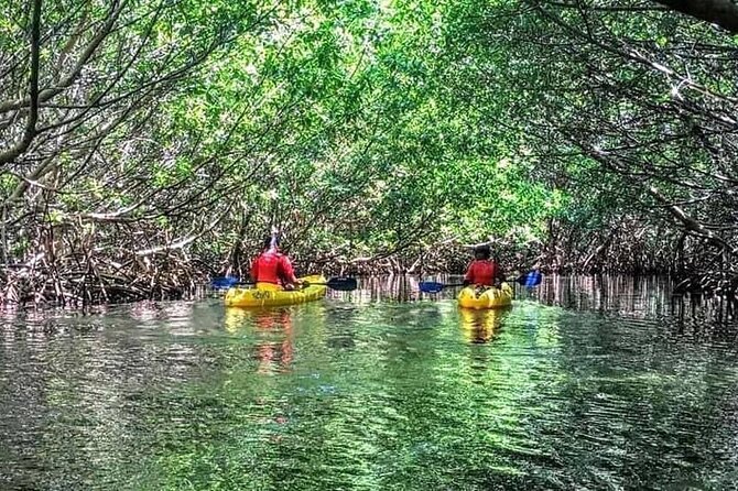 Bio Bay Night Kayak Tour in Fajardo - How much work is the kayaking?