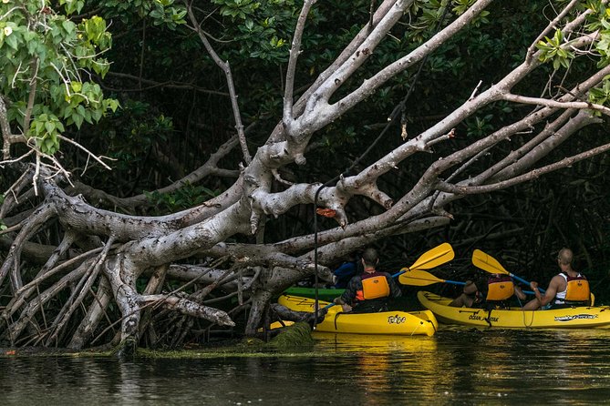 Bio Bay Night Kayaking with Transport from San Juan Area - Who will enjoy this night paddle most