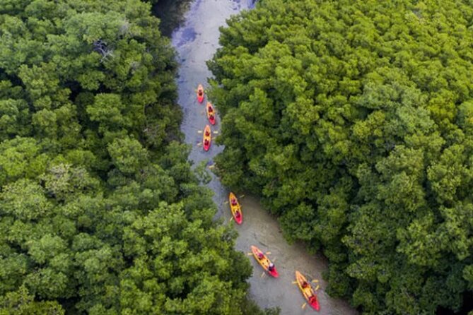 Bioluminescent Bay Kayak Tour in Fajardo Puerto Rico - Is $93 a fair price?