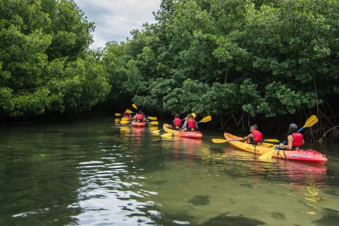 Bioluminescent Bay Kayak Tour in Fajardo Puerto Rico - Who will enjoy this kayak tour most