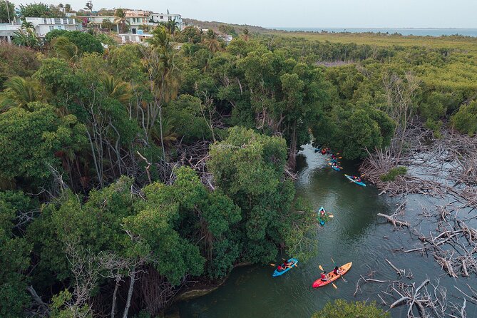 Bioluminescent Bay Night Kayaking Adventure in Puerto Rico - The Real Issue: Group Size and Traffic