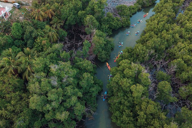 Bioluminescent Bay Night Kayaking Adventure in Puerto Rico - What You Actually See in the Water