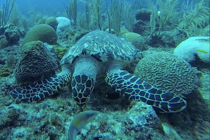 Boat Snorkeling and beach day to the Fajardo islands - Timing, cancellation, and practical planning