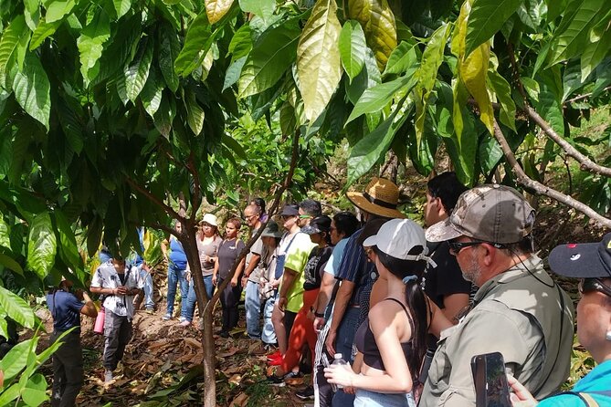 Cacao Walking Tour in Puerto Rico - Key points to know before you go