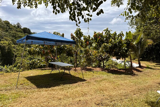 Cacao Walking Tour in Puerto Rico - Contour farming, worm tea, and organic compost