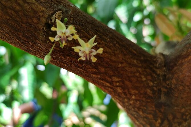 Cacao Walking Tour in Puerto Rico - What the family setting adds