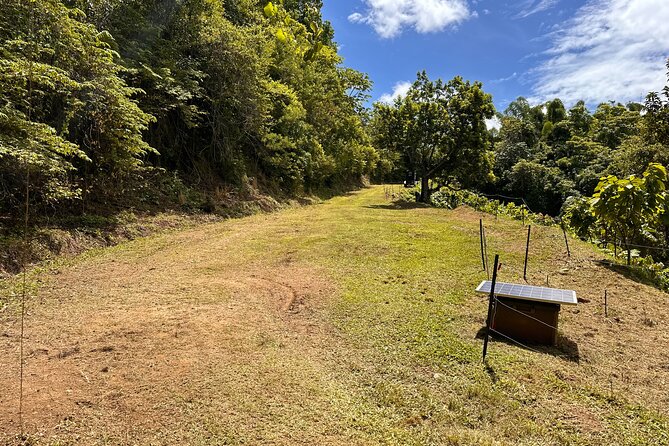 Cacao Walking Tour in Puerto Rico - Practical details for the walk