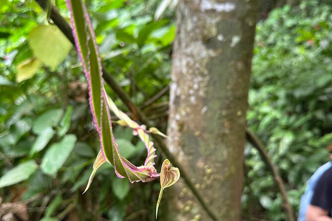 Chase Waterfalls - Discover a hidden 180ft rainforest gem - Reaching the 180-foot waterfall