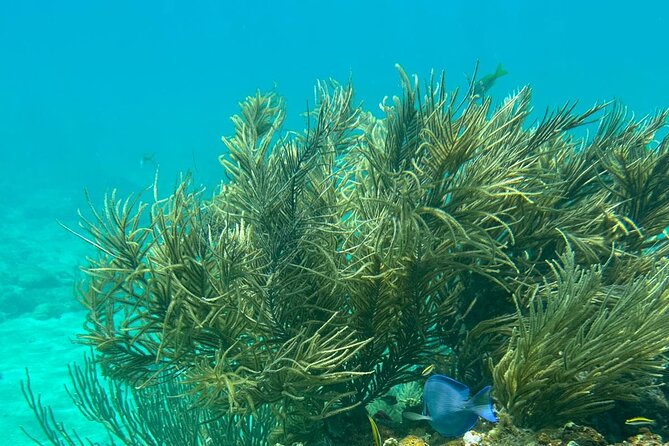 Coral Reef and Sea Turtle Snorkeling Experience - Tamarindo Beach and the sea turtle stop