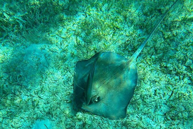 Coral Reef and Sea Turtle Snorkeling Experience - Why the private format can be worth $165