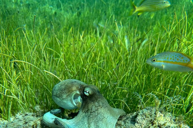 Coral Reef and Sea Turtle Snorkeling Experience - What to bring and how to plan the morning