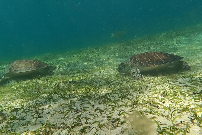 Coral Reef and Sea Turtle Snorkeling Experience - Is $165 fair for this particular experience?