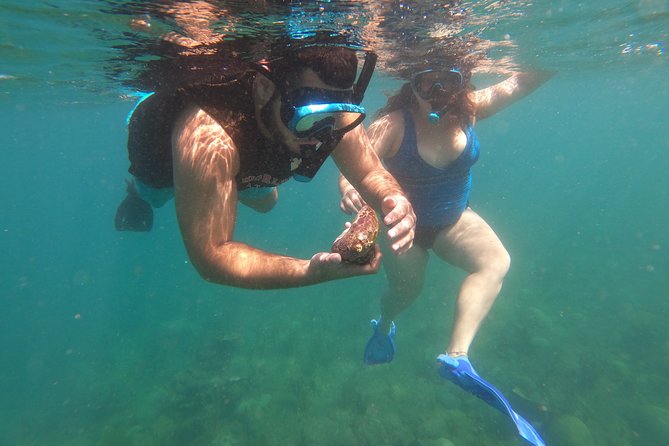 Coral Reef Snorkel Adventure with Photos and Videos - A simple way to meet Rincón’s reef