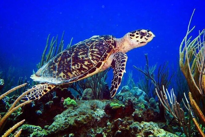 Culebra Snorkel and Beach Day with Lunch and Drinks - Flamenco Beach and the one-hour beach break