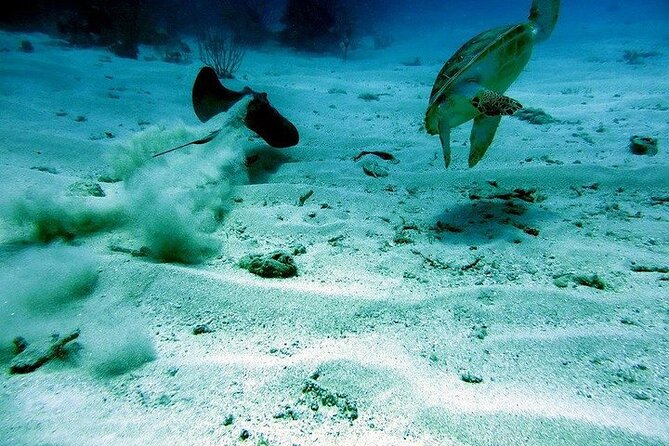 Culebra Snorkel and Beach Day with Lunch and Drinks - Is $161.67 a good value?