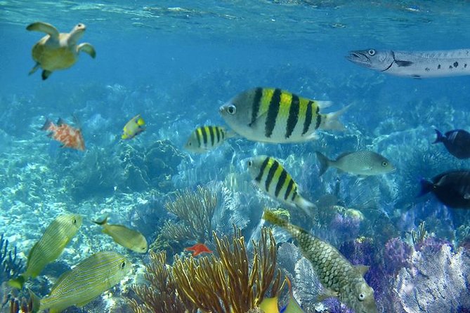 Culebra Snorkeling Tour by Catamaran from Fajardo - Lunch, Rum Punch, and the Social Side of the Boat