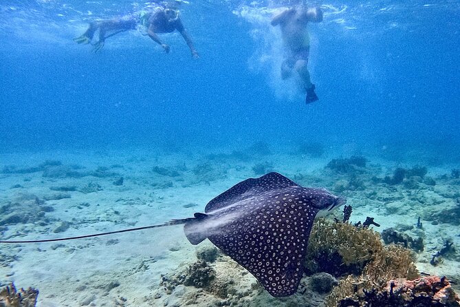 Culebra Swim with Turtles Adventure and Flamenco Beach by Ferry - What to pack for the long day