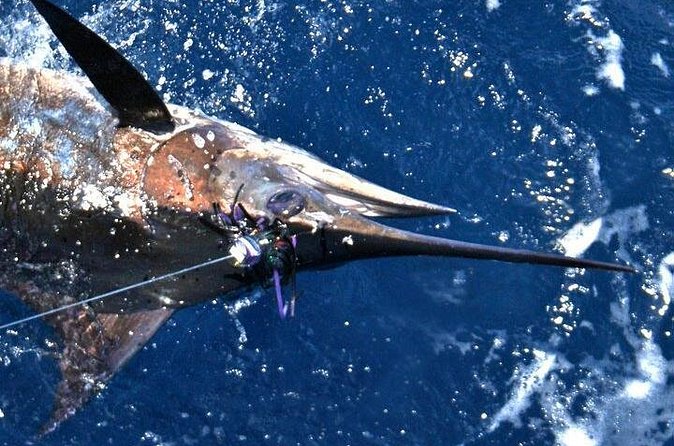Deep Sea Fishing Private Boat Charter in San Juan - Rough seas and the return-to-marina rule