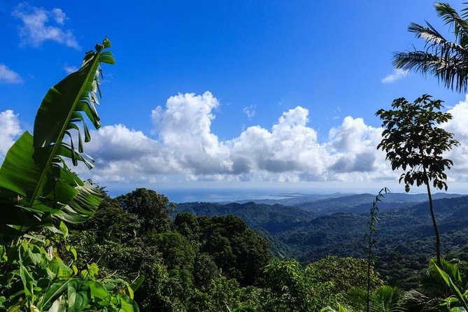 Discover El Yunque National Park: Half-Day Rainforest Tour - Key things to know before booking