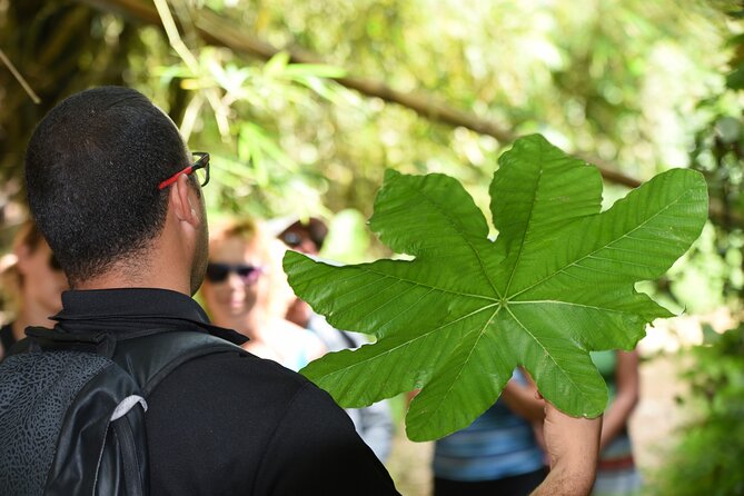 Discover El Yunque National Park: Half-Day Rainforest Tour - Who should choose this low-impact outing?