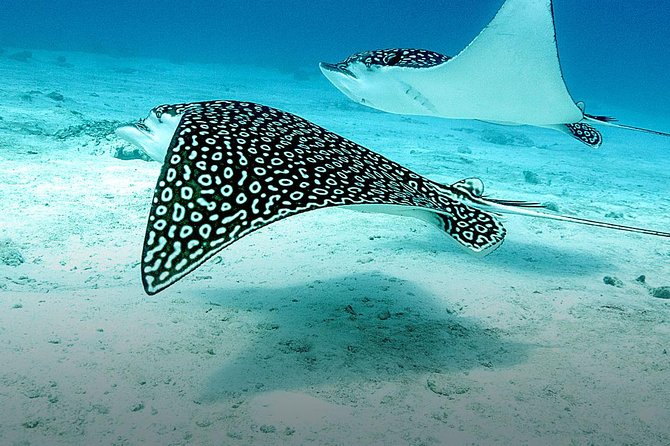 Discover Fajardo: 2-Tank Scuba Diving - The first underwater session is personal training