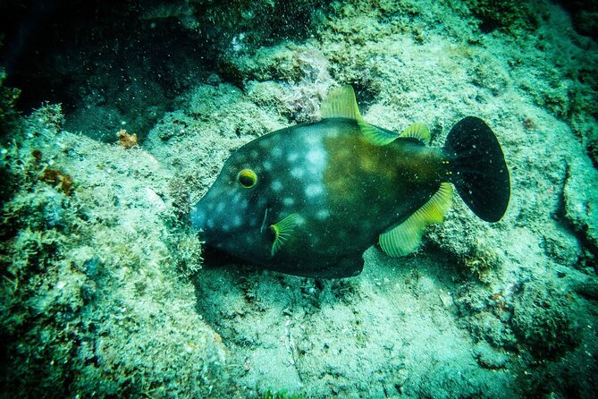 Discover Scuba Diving - Practicing basic skills in shallow water