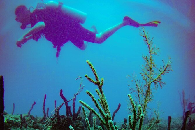 Discover Scuba Diving - The optional second session