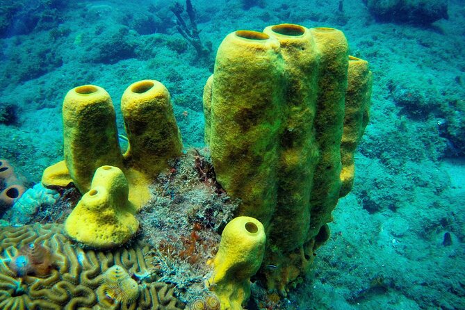 Discover Scuba Diving - Who will enjoy this most