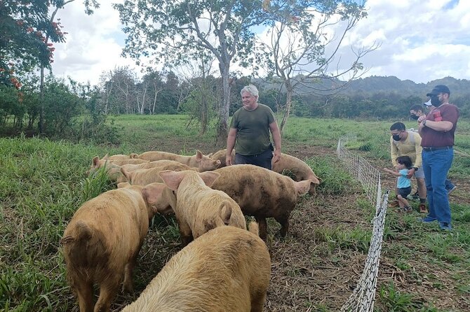 Eco Friendly Farming Tour to Explore Dorado's Most Beautiful Farm - The Giant Grass Maze and its three miles of trails